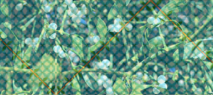 Mistletoe genome overlayed with image of mistletoe plant