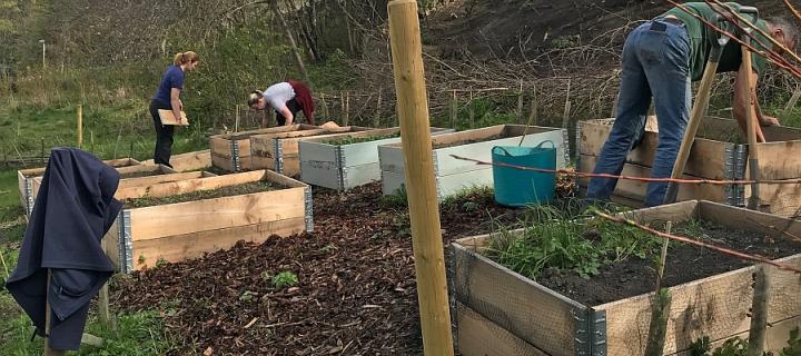 Students working in the Holyrood Harvest garden