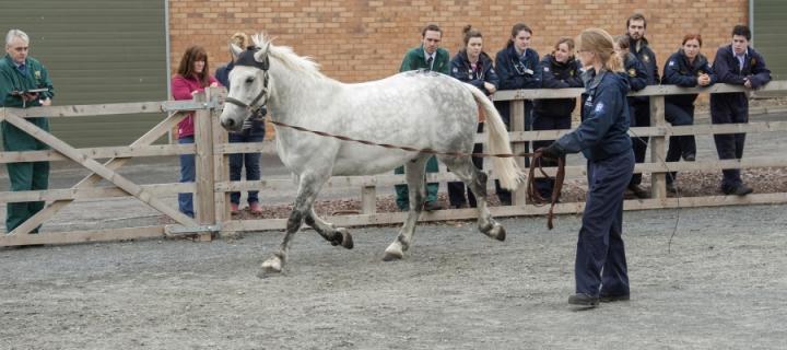 Horse in equine test