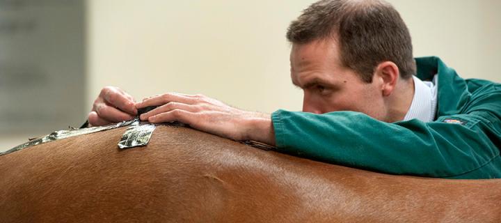 Clinician treating a horse