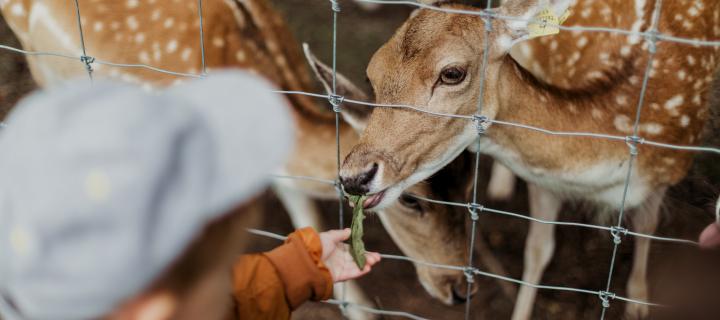 Photo of little boy reaching out to stroke a deer