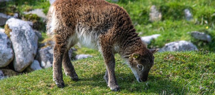Young Soay sheep eating grass on the island of St Kilda