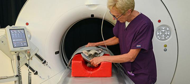 A vet tending to a dog going into an MRI machine
