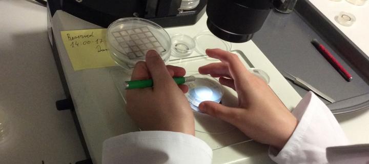 Hands adjust a specimen under a microscope