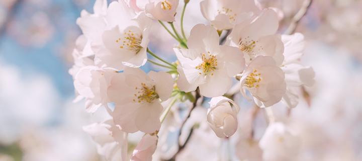White cherry tree blossom