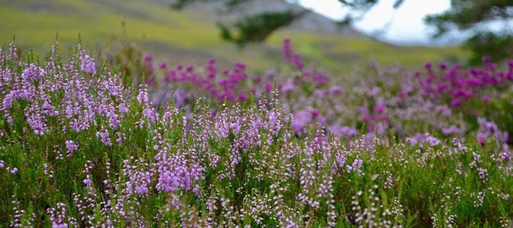 Scottish meadow with purple heather and pink flowers
