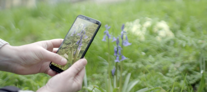 iNaturalist biodiversity app used to photograph bluebell
