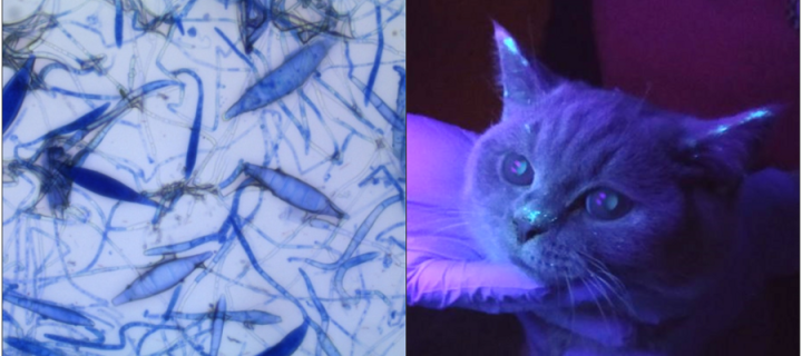 Microscopy image and photo of a cat showing infection