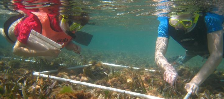 Jamaica underwater work