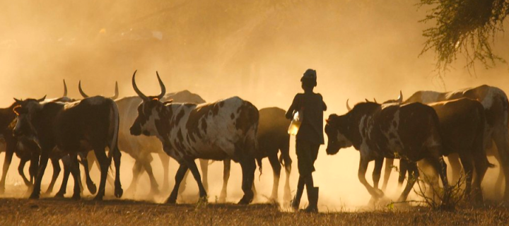 a young pastoralist driving cattle