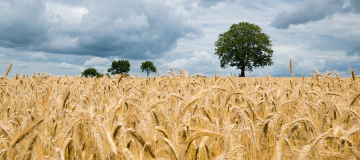 Photo of a field of wheat with trees on the horizon and an overcast sky in the background
