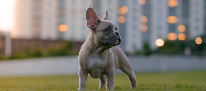 A brown French bulldog puppy stands in an urban park, looking to the left.