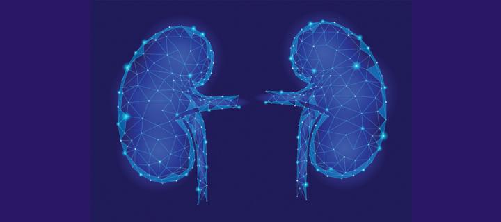 graphic of kidneys