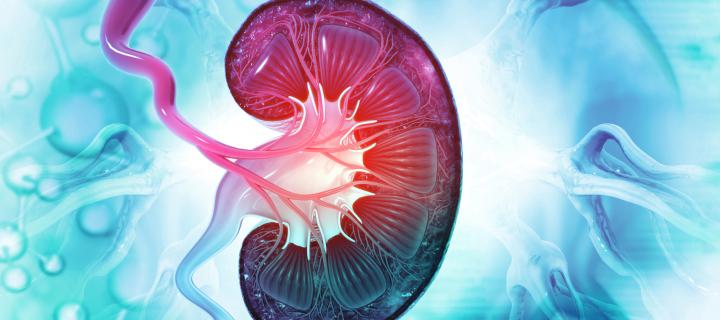 A computer generated image of the cross section of a kidney