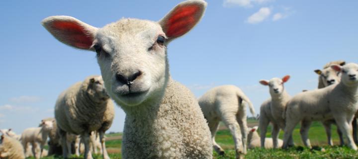 A lamb in a field looks to the camera, with other lambs in the background