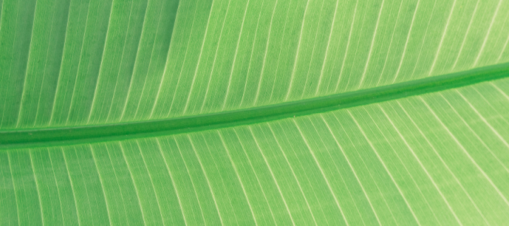 Close up picture of a leaf