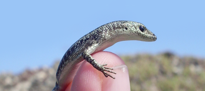 tiny lizard on finger tip