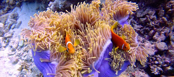 Clown fish with anemone