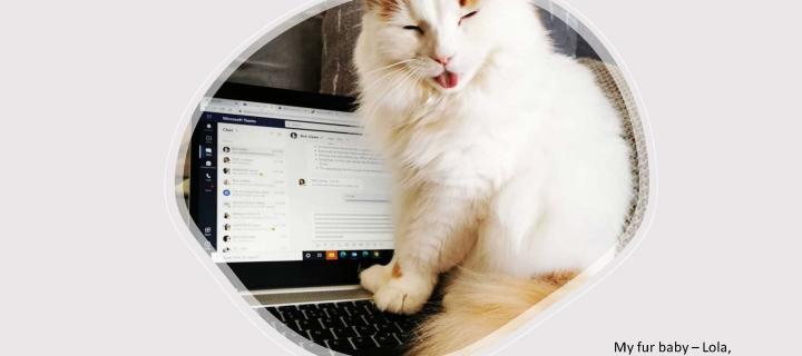 Fluffy, white and ginger cat sitting on laptop with eyes closed and tongue out.