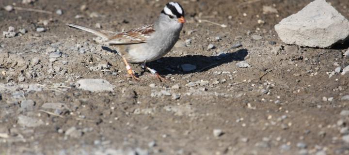 Gambel’s white-crowned sparrow