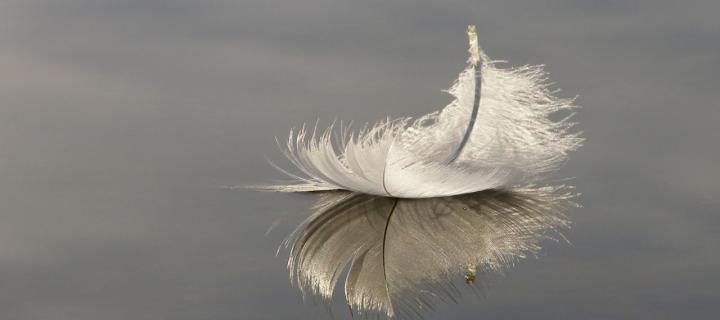 Light feather floating on calm water