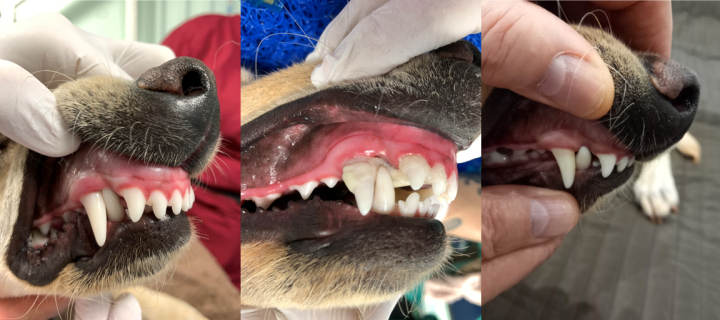 Series of images showing successful realignment of dog's lower canine tooth using bite plane