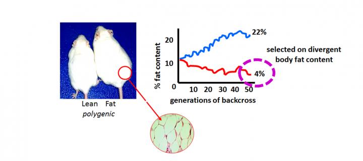 image of two mice, one lean, one fat, and a graph of body fat content
