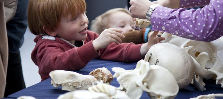 Child looking at vertebrate skulls