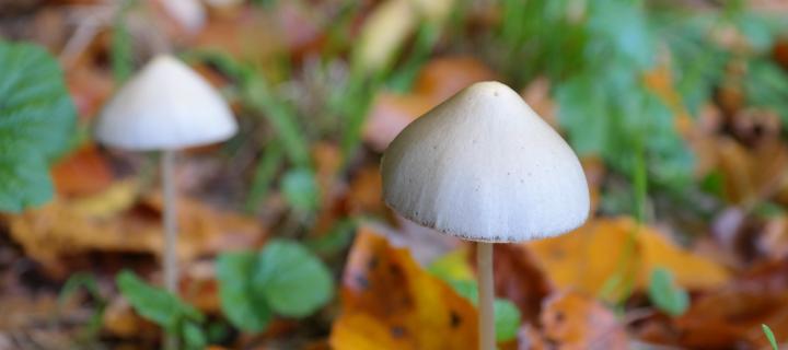 image of mushrooms growing