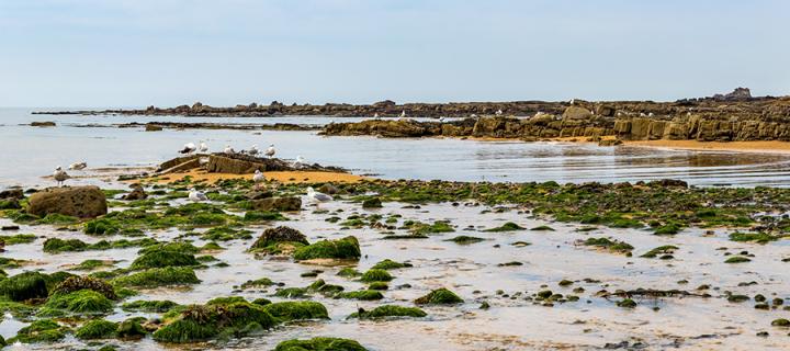 Photo of the beach in Anstruther, East Neuk of Fife, Scotland, low tide.