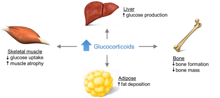 glucocorticoid delivery to adipose tissue
