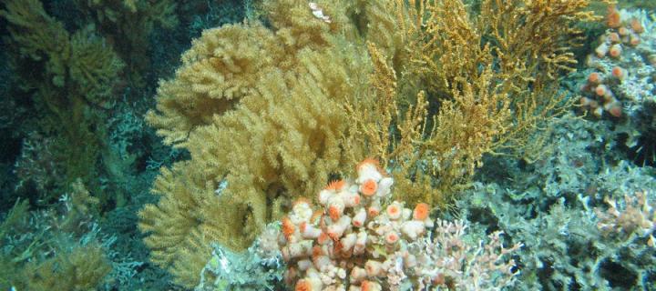 Image of corals in the ocean