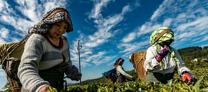 Asian women tending to crops in a field. 