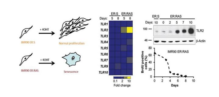TLR2 expression is induced during Oncogene Induced Senescence (OIS)