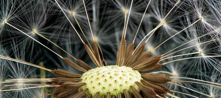 Dandelion seeds 