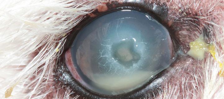 Close-up of a dog's eye