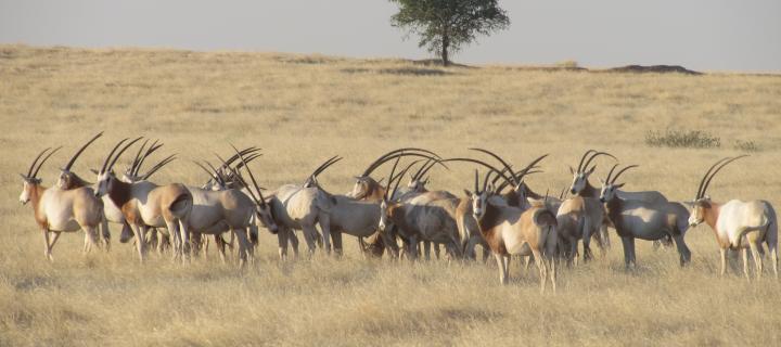 A herd of scimitar-horned oryx stand on grasslands in Chad, with a single tree in the background. 