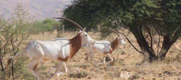 Scimitar-Horned Oryx  