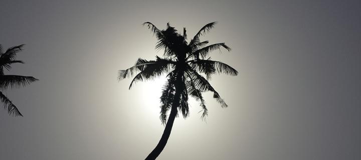 Palm tree in Nigeria