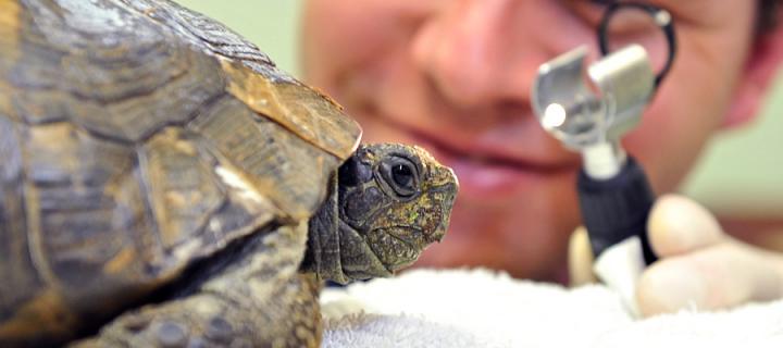 Tortoise being inspected by a Vet