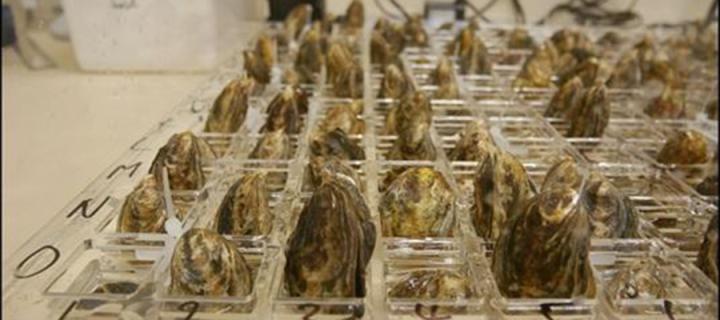 Oysters in the lab