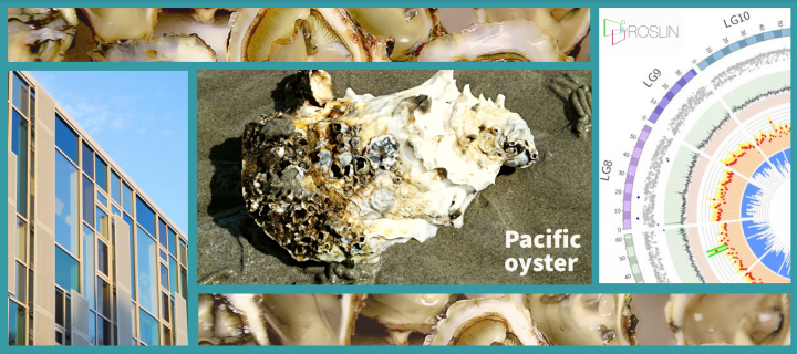 Carolina and her colleagues created and annotated a new assembly for the Pacific oyster (Crassostrea gigas).