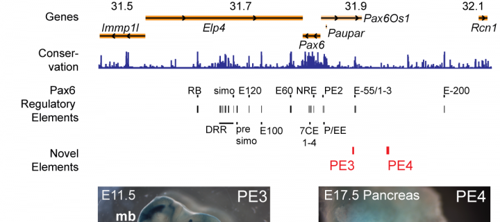 Schematic of Pax6 gene region and gene expression pattern in developing mouse