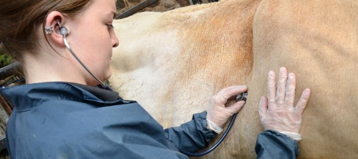 auscultating a cow