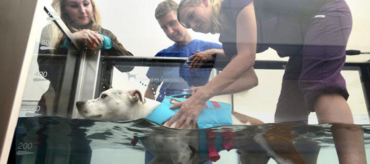 vets using hydrotherapy to treat a dog