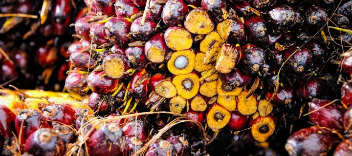 Palm oil fresh fruit bunches