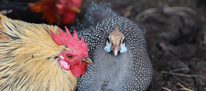 Poultry & Guinea fowl at local market in Mi'eso - Photo Credit - ILRI-Apollo Habtamu