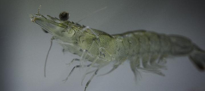 A prawn in the Roslin Institute aquatic invertebrate aquarium.