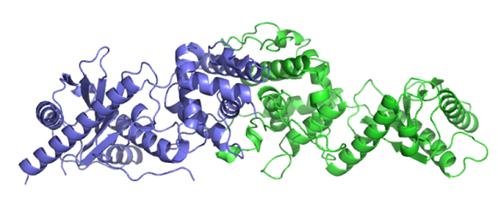 3D image of RNA
