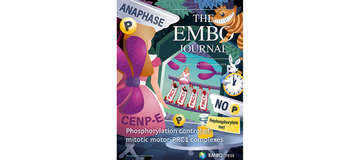 EMBO journal cover image, issue November 2023 featuring Welburn lab work
